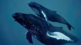 Timeline: Chasse à la baleine