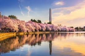 Cherry Trees in Blossom at the Washington Monument