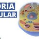 Imagen celula