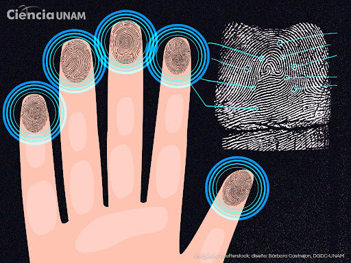 USO DE HUELLAS DACTILARES