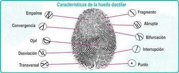 FUNDAMENTOS DE LAS HUELLAS DACTILARES