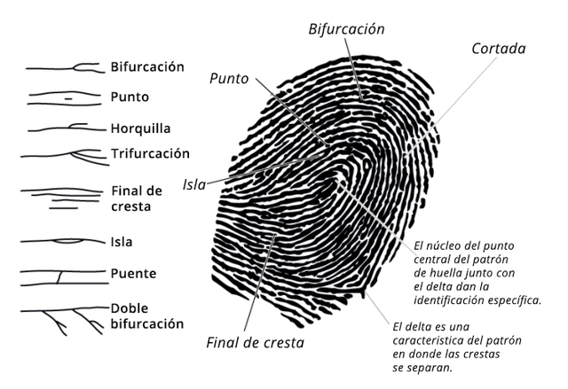 PRIMER CAMPO DE INVESTIGACION