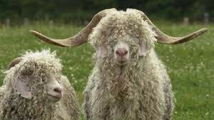 Cabras de Angora