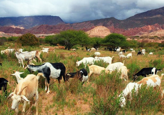 Primeras cabras en Argentina