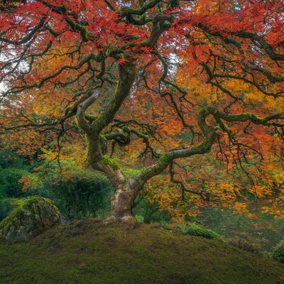 Timeline: Árboles filogenéticos