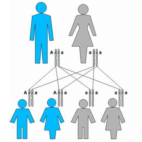 Leyes de la herencia genética