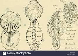 Hermann Hoffmann y Louis Pasteur.