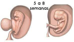 PERIODO DE 5-8- SEM.