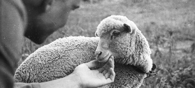 Sheep Dolly 1996