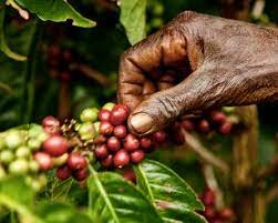 Introducción y Explotación del Café