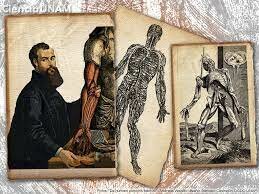 Andrés Versalio moderniza la anatomía