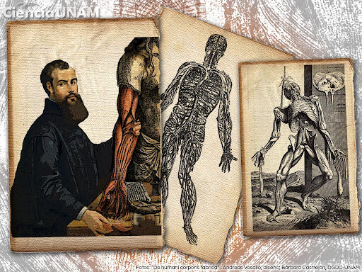 ANDREA VESALIO