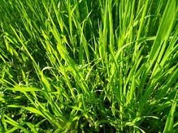 Minimizar el dolor peruano