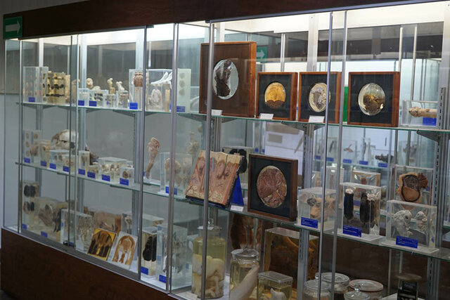 Se crea el museo Anatomo-Patológico Nacional