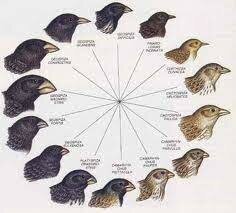 EVOLUCIÓN Y SELECCIÓN NATURAL