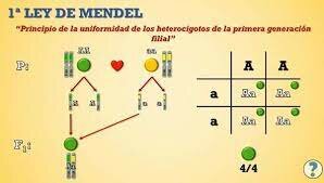Primera Ley de Mendel