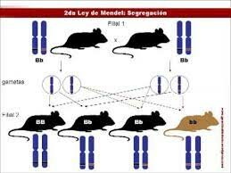 Tercera Ley de Mendel