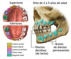 Falopio y la dentición primaria