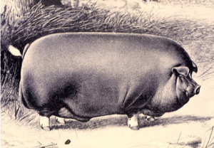 Introduced to United States