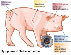 Swine flu
