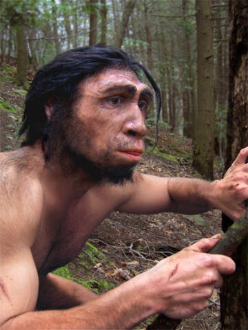 Homo erectus