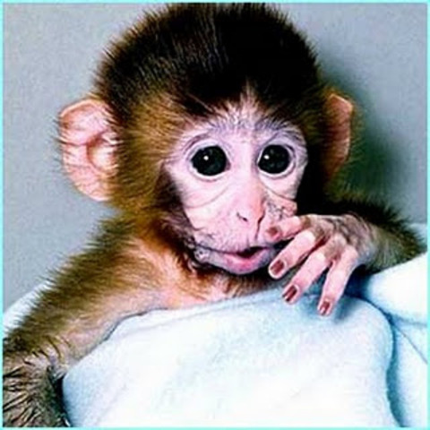 First ever piglet and monkey cloned