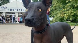 Timeline: American Revolution