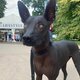 Mexican hairless dog origins