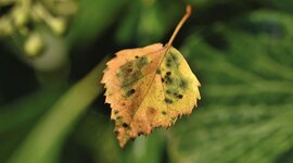 Timeline: Historia de la Fitopatología