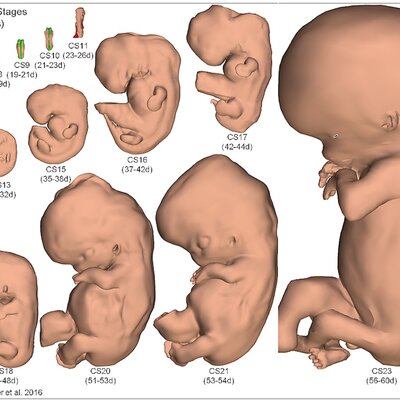 Timeline: Desarrollo embrionario