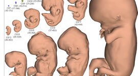 Timeline: Desarrollo embrionario