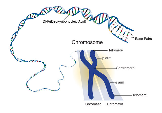 The chromosome