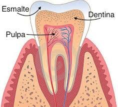 Libellus de Dentibus