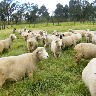 Timeline: Ovino cultura en el Colombia