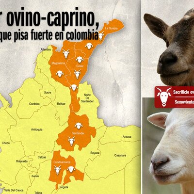 Timeline: Desde épocas inmemorables, ovinos en Colombia