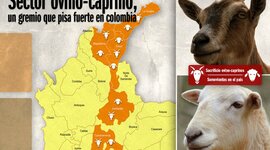 Timeline: Desde épocas inmemorables, ovinos en Colombia