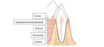 Los tejidos periodontales