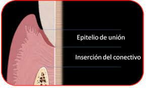 Mecanismos de unión