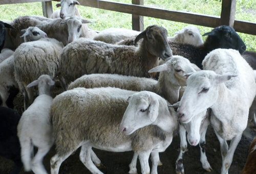 Llegada de ovinos a Colombia