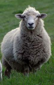 Popularidad del sector ovino