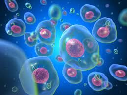 Primera teoría celular