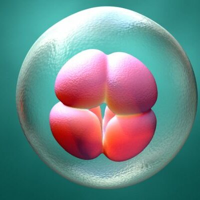 Timeline: Desarrollo embrionario