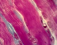 Anton van Leeuwenhoek