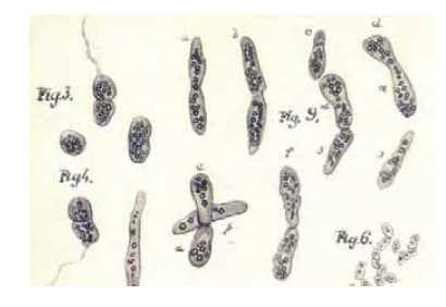 Aumento de la diversidad microbiana conocida y nuevos conocimientos