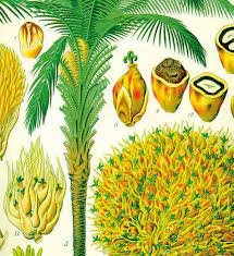 CONVENCIÓN PARA LA PROTECCIÓN DE PLANTAS. (ROMA, ITALIA).