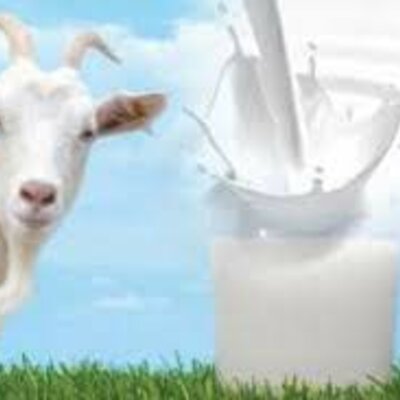 Timeline: Produccion de leche caprina en Colombia
