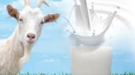 Timeline: Produccion de leche caprina en Colombia