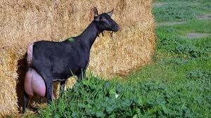 Produccion de leche caprina