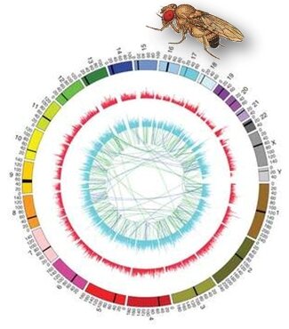 Se publica el genoma de Arabidopsis Thaliana (100 Mb) y Drosophila Melanogaster (180 Mbp)
