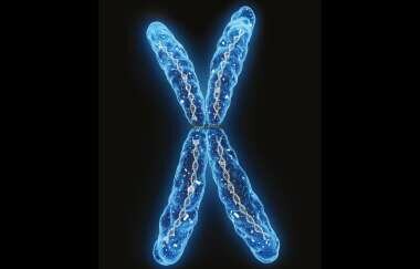 Proyecto HapMap. Catalogación de variaciones genéticas en el ser humano